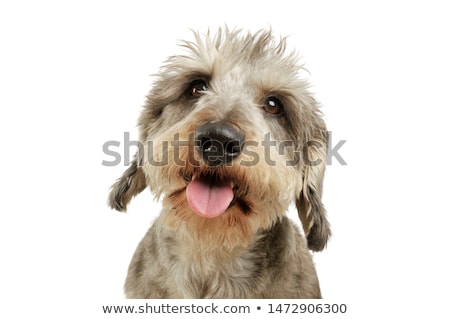 Foto d'archivio: Wired Hair Mixed Breed Dog In A White Studio