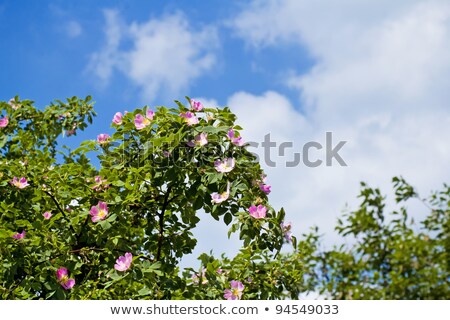 Blossom Detail Of Fructus Cynosbati Stock foto © Artush