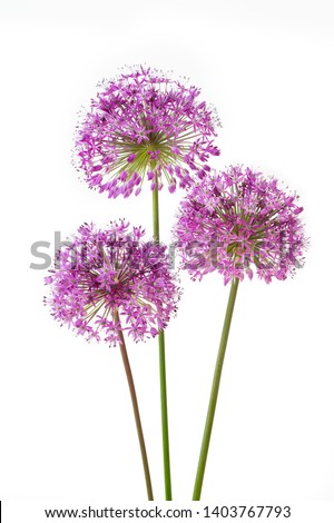 Stock photo: Ornamental Allium Flower