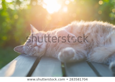 Foto stock: Sleeping Cat In A Field