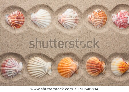 Beach Sand Texture With Clam Shells Stok fotoğraf © alekleks