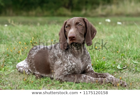 Stock photo: German Shorthaired Pointer