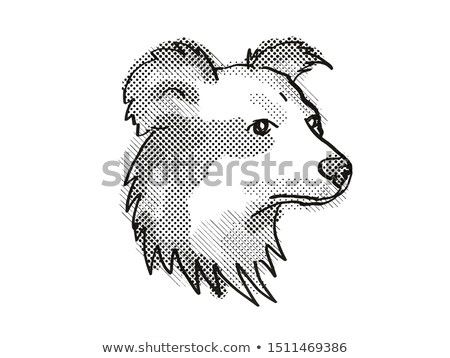 Stock photo: Shetland Sheepdog Dog Breed Cartoon Retro Drawing