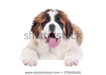 [[stock_photo]]: Cute Saint Bernard Puppy On White