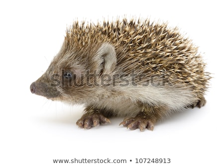 Stock fotó: Young Hedgehog In White Back