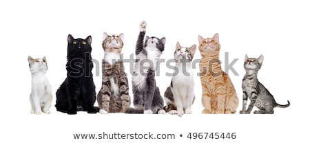 [[stock_photo]]: Fluffy Cat Looking Up