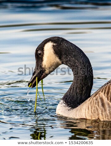 Foto stock: Canada Goose Feeding On Algae