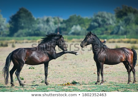 Stockfoto: Danube Meadow