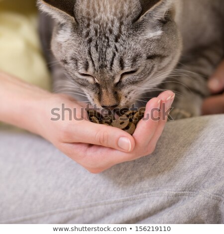 Stock foto: Unrecognizable Woman Feeding Her Tabby Cat At Home