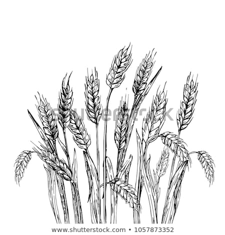 Foto stock: Wheat Grains And Ears As Agricultural Background