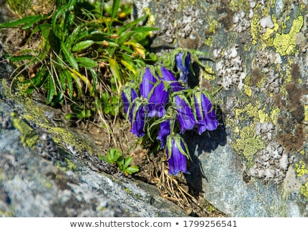 [[stock_photo]]: Wild Bluebell Flowers Grown In A Green Meadow