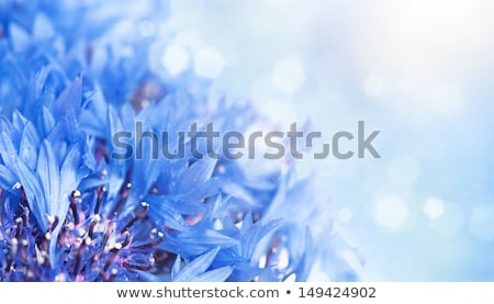 Stok fotoğraf: Bright Blue Cornflowers Flowers