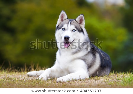 ストックフォト: Siberian Husky Outdoor