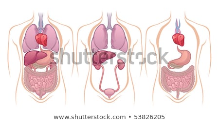 Сток-фото: Model Human Kidney Cross Section Inside