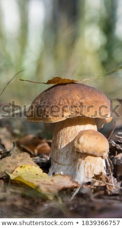 Stockfoto: Two White Ceps Moss Sun