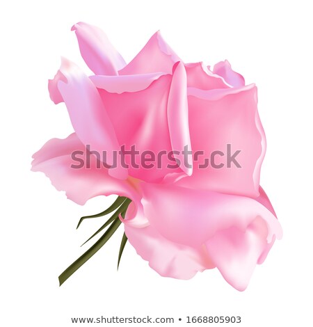 Foto d'archivio: Beautiful Roses With Gift Card Eps 10