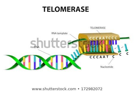 ストックフォト: Telomerase Elongates Telomere