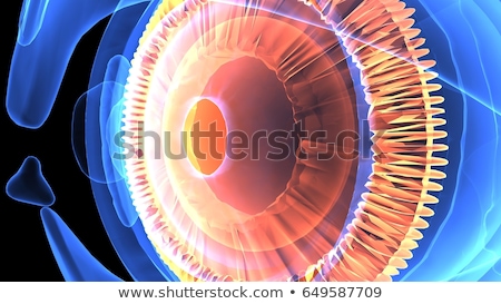 Foto stock: Human Eye Anatomy Retina Detailed Illustration