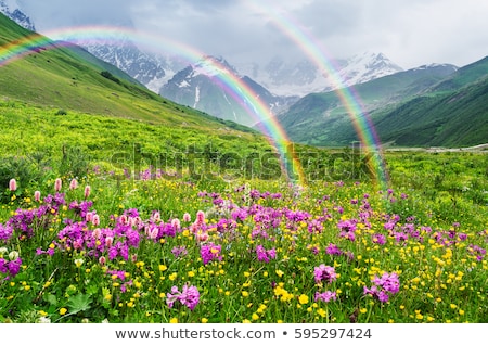 Zdjęcia stock: Glade With Flowers In The Mountains