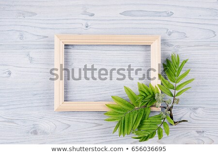 Foto d'archivio: Spring Background Of Blank Wood Frame And Young Green Leaves On Light Blue Wooden Board Copy Space