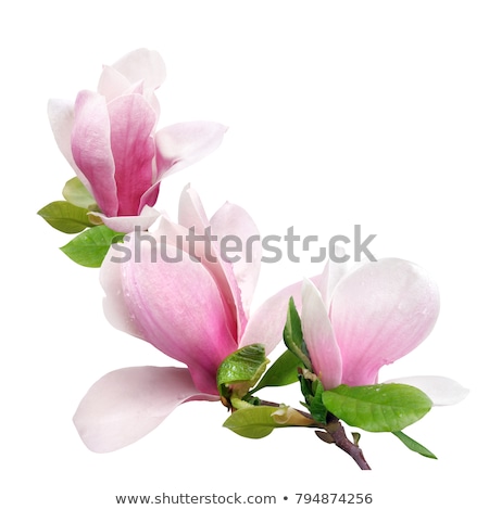 Foto stock: Beautiful Branches Of Spring Pink Magnolia