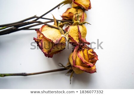 Stockfoto: Vintage Background Of Red Dry Rose On Satin