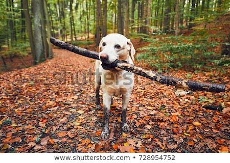 Stockfoto: Country Dog