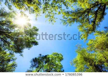 Stock photo: Crown Of Trees With Clear Blue Sky