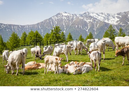 Сток-фото: Free Calf On Italian Alps
