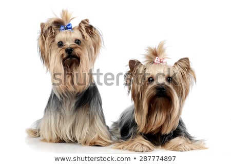 Foto stock: Two Sweet Yorkshire Terriers Relaxing In A Wehite Studio