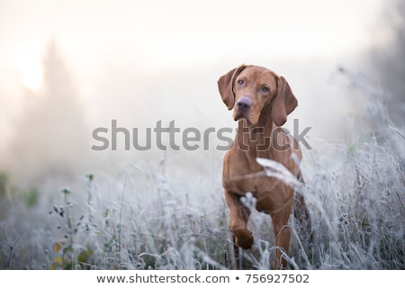 Foto stock: Etrato · de · perro · Vizsla · húngaro · feliz