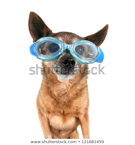 Stock fotó: Dog With Blue Goggles