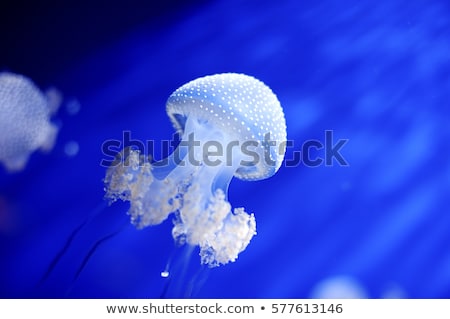 [[stock_photo]]: Jelly Fish In The Blue Ocean