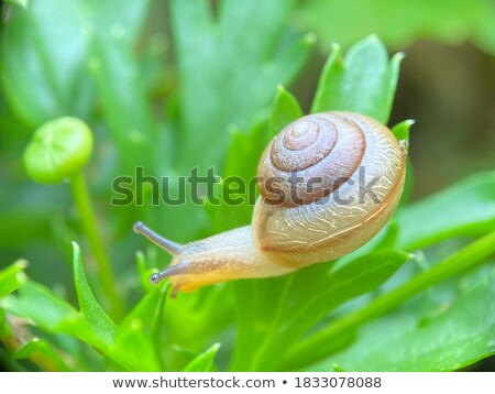 Сток-фото: Small Garden Snail