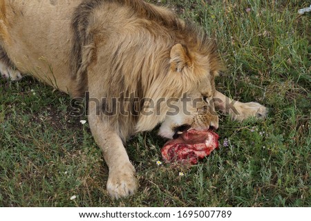 Stock photo: Lions Feeding