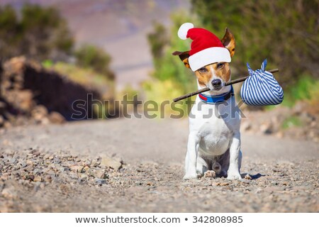 Foto stock: Abandoned And Lost Dog At Christmas