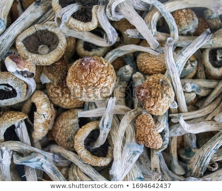 Foto stock: Dried Mushrooms