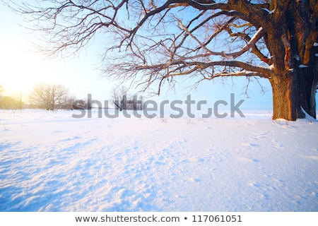 Zdjęcia stock: Snowy Winter Landscape With Bare Tree And Blue Sky