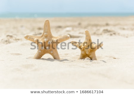 Stok fotoğraf: Small Sandy Beach