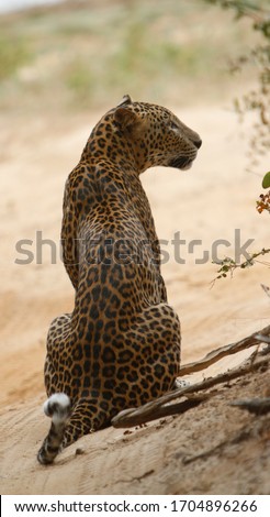 Stock fotó: Leopard Looking Back