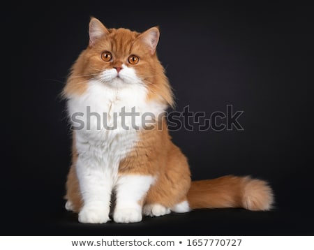 Stok fotoğraf: Red With White British Longhair Kitten On Black