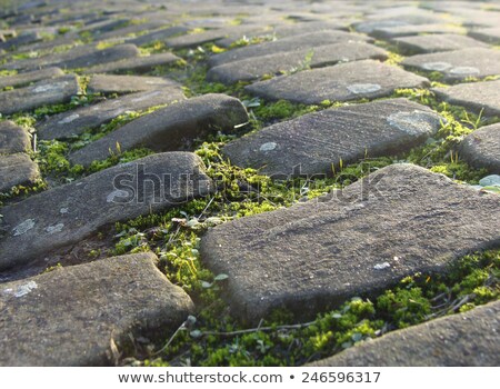 Zdjęcia stock: Old Cobble Stone Road With Moss And Evening Low Sun