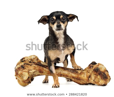 商業照片: Chihuahua With A Giant Bone Posing In A Studio