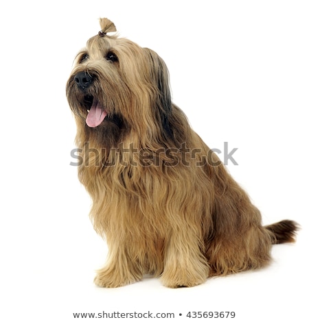 Foto stock: Cute Berger De Brie Posing In The White Studio