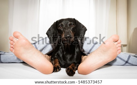 Foto d'archivio: Dog And Owner Sleeping Or Dreaming Together