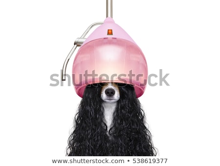 Foto stock: Dog At Hairdressers Salon