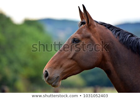 Stockfoto: Horse Head With Blue Sky Background