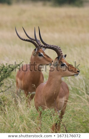 Stock photo: Impala South Africa