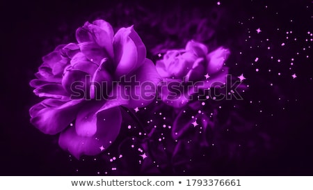 Foto stock: Purple Roses