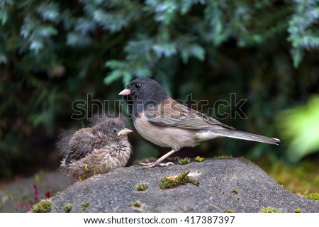 Stock fotó: Dark Eyed Junco Mother And Baby Chick